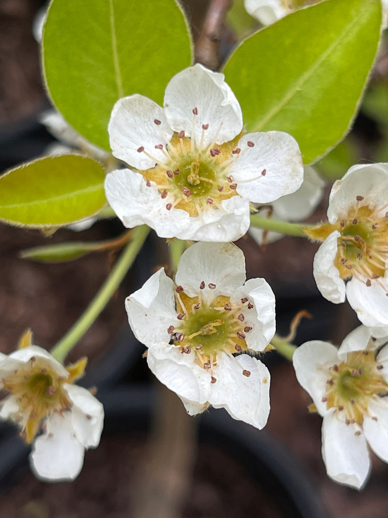 Moonglow Pear Trees