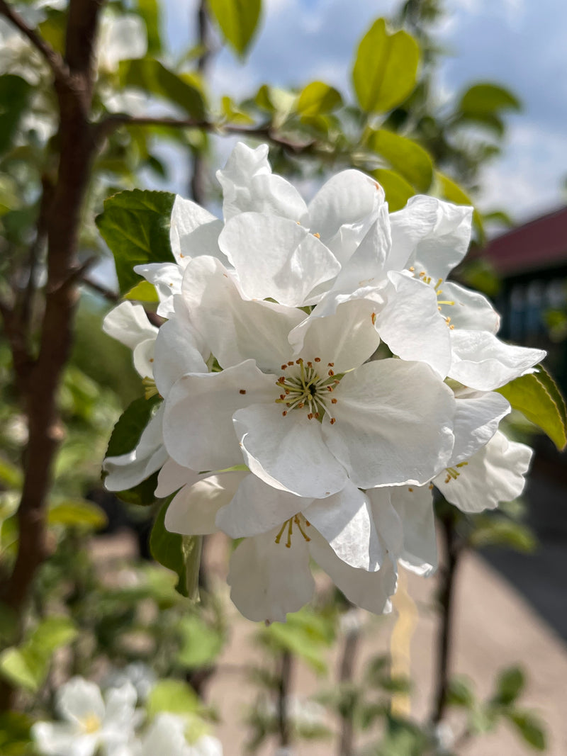 Prairie Magic Apple Tree