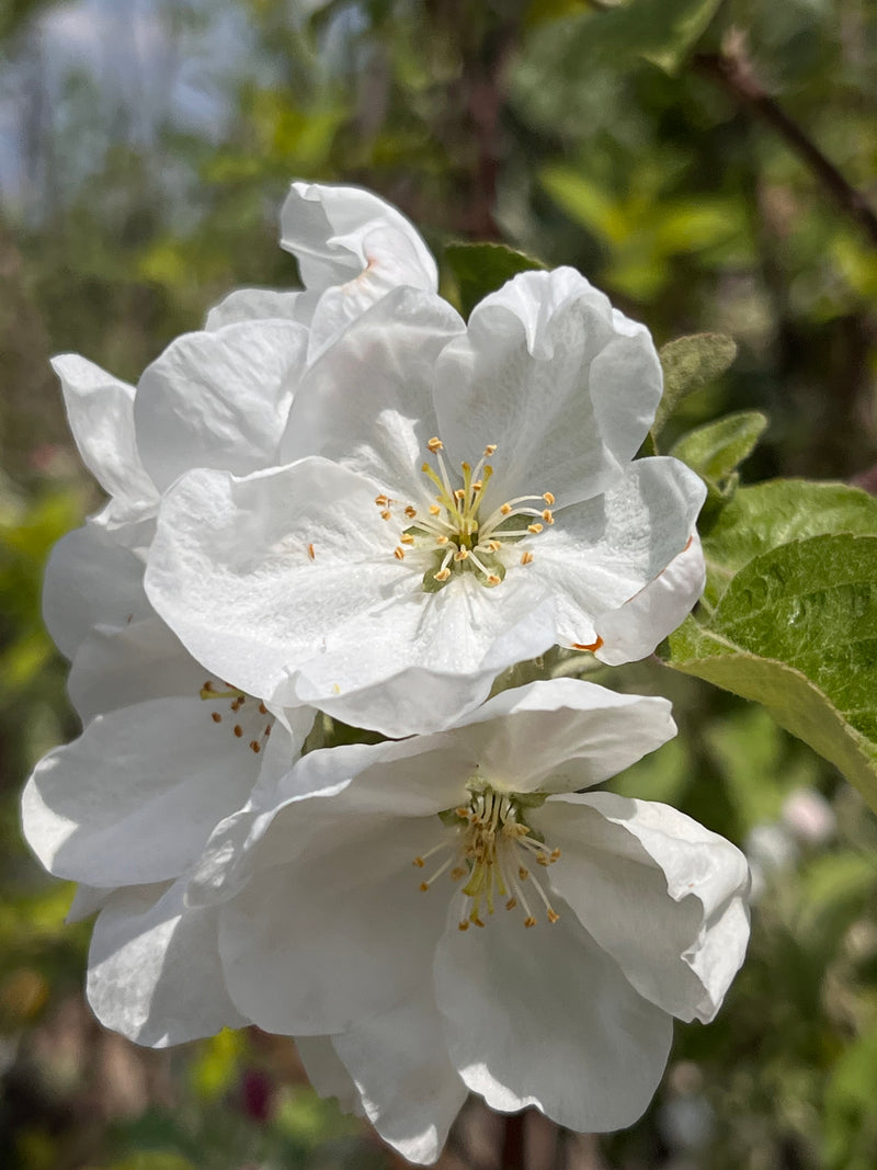 Prairie Magic Apple Tree
