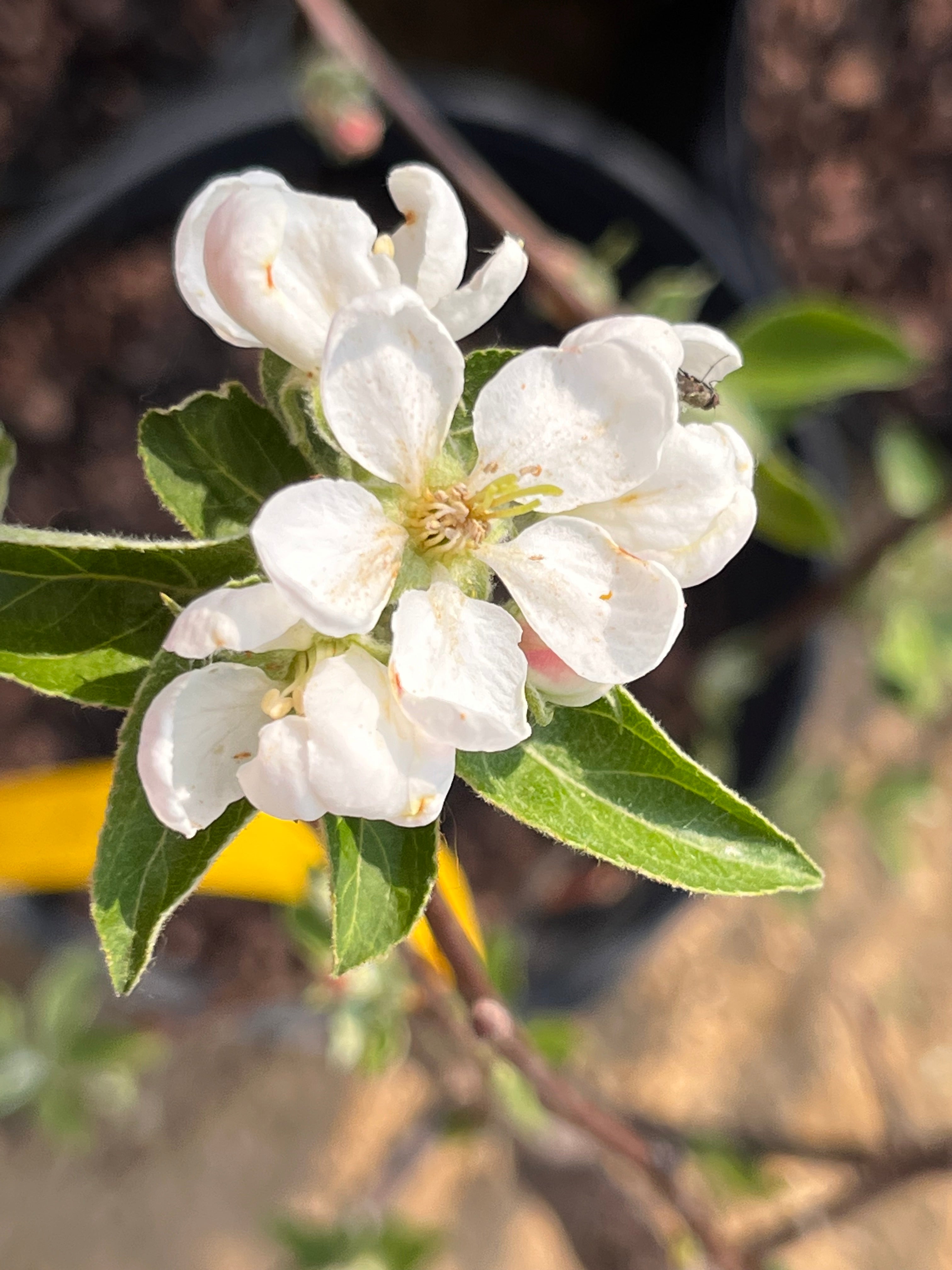 Prima Apple Tree — Roots to Fruits Nursery