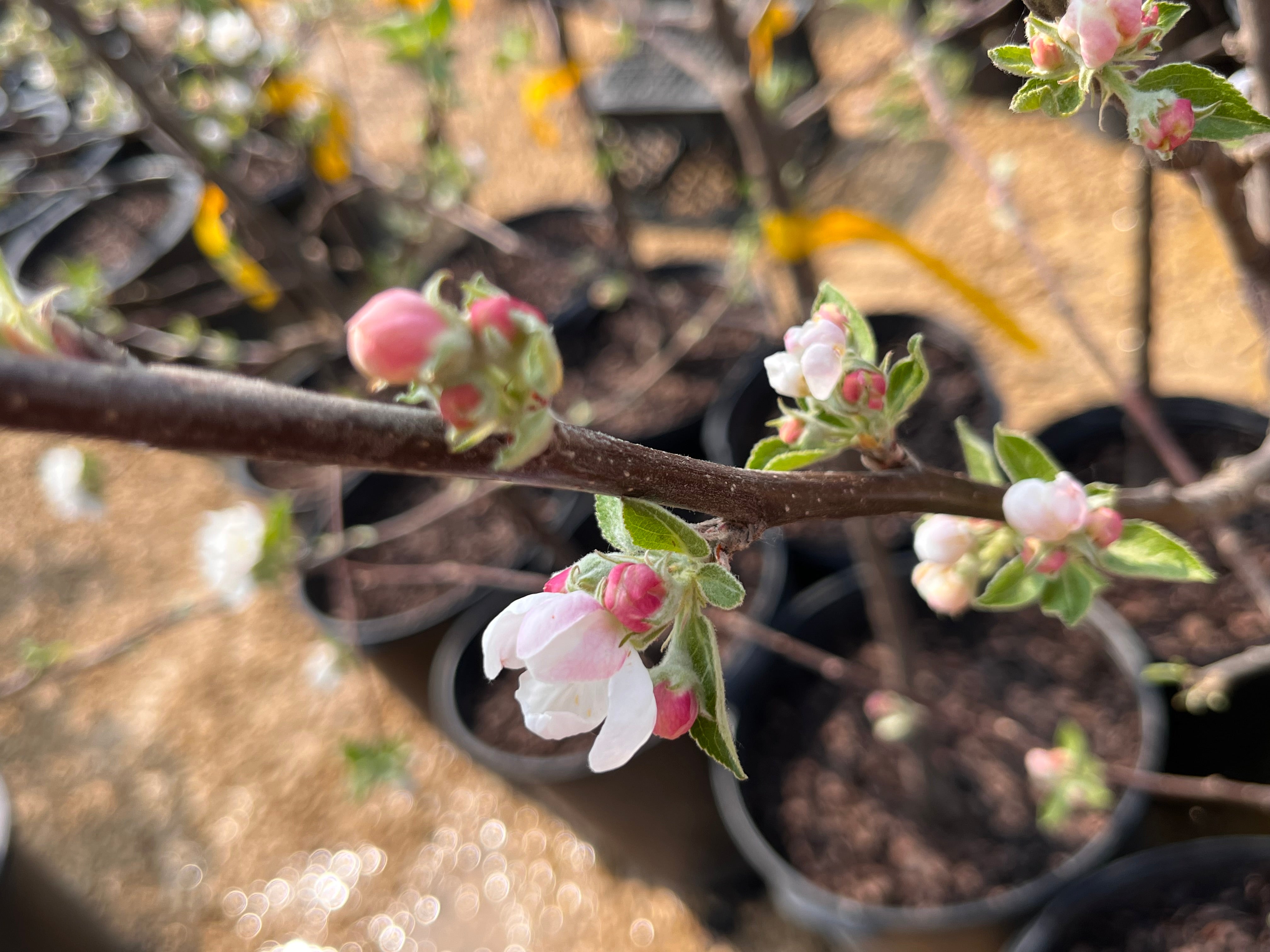 Prima Apple Tree — Roots to Fruits Nursery