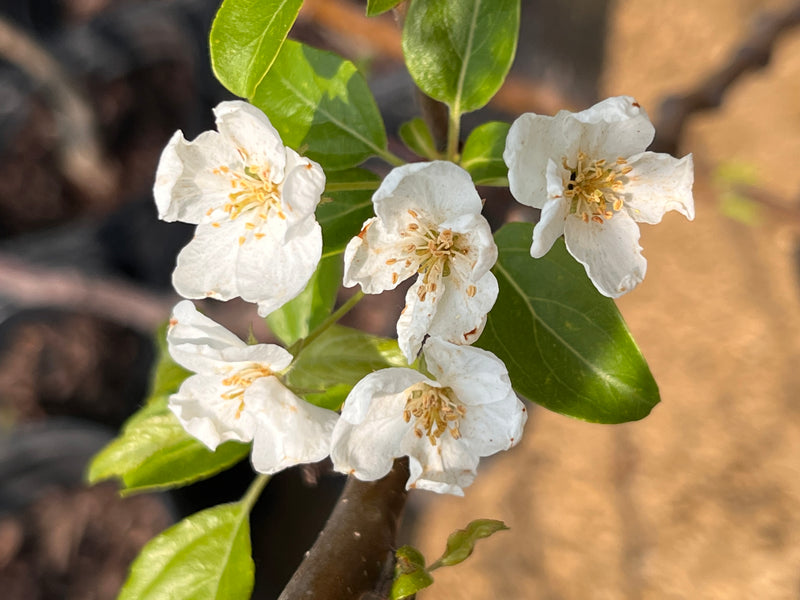 Frettingham Crabapple Trees
