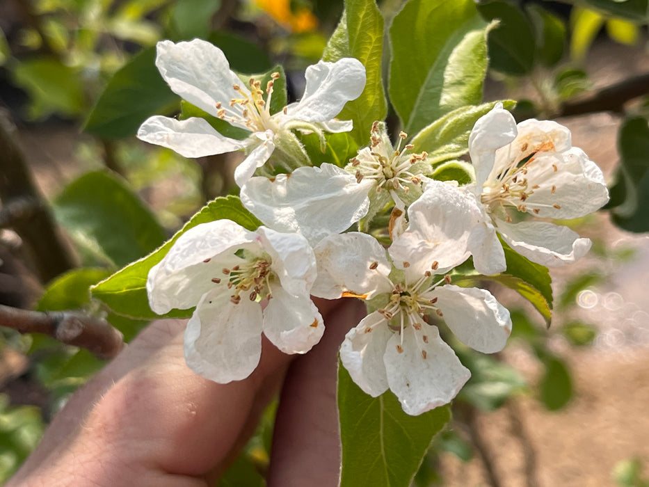 Cameron Select Red Honeycrisp — Roots to Fruits Nursery