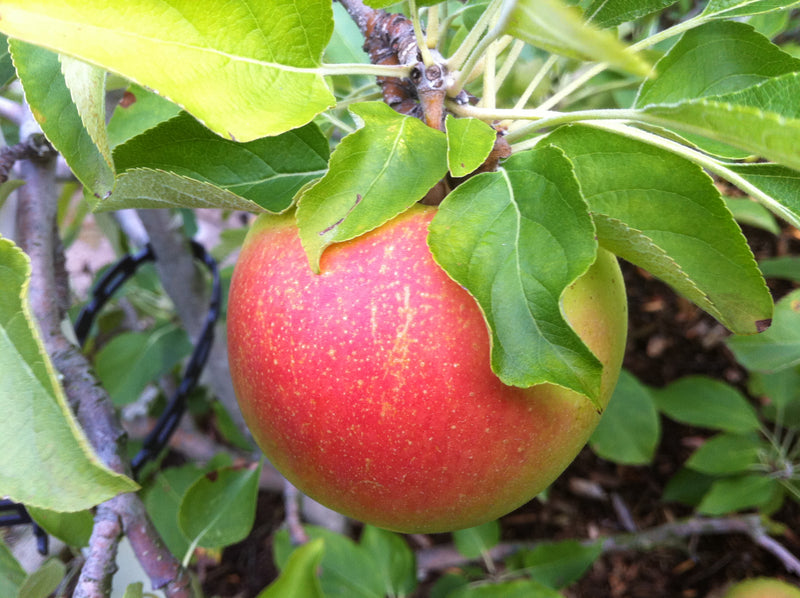 Suncrisp® Apple Tree