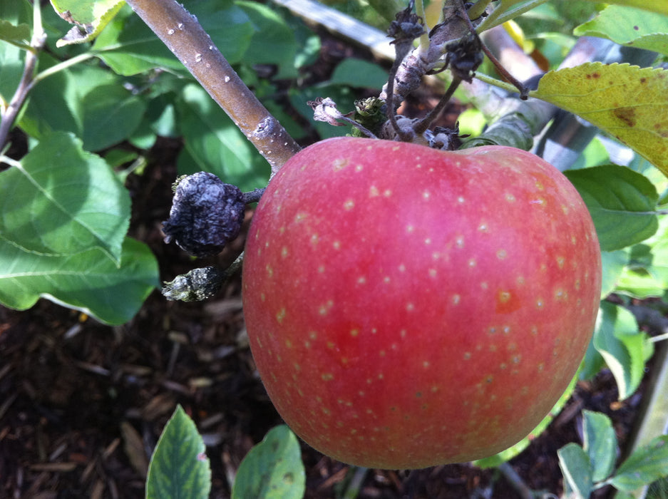 Esopus Spitzenburg Apple Trees