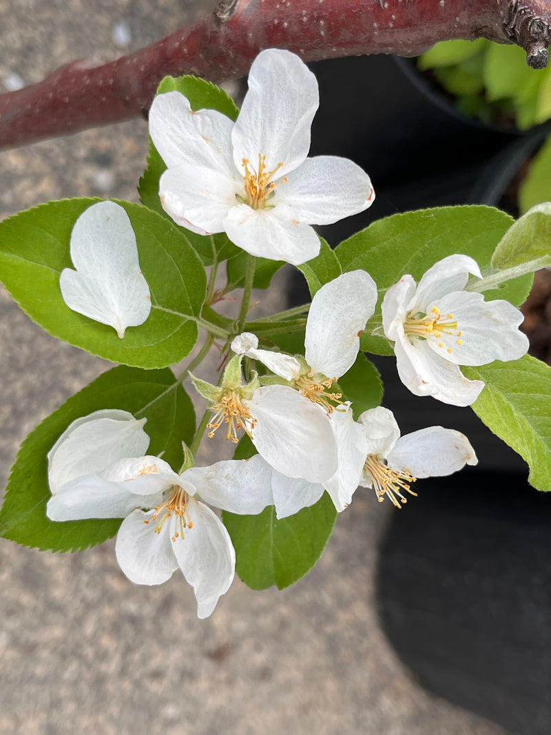 Mont Blanc Crabapple Trees