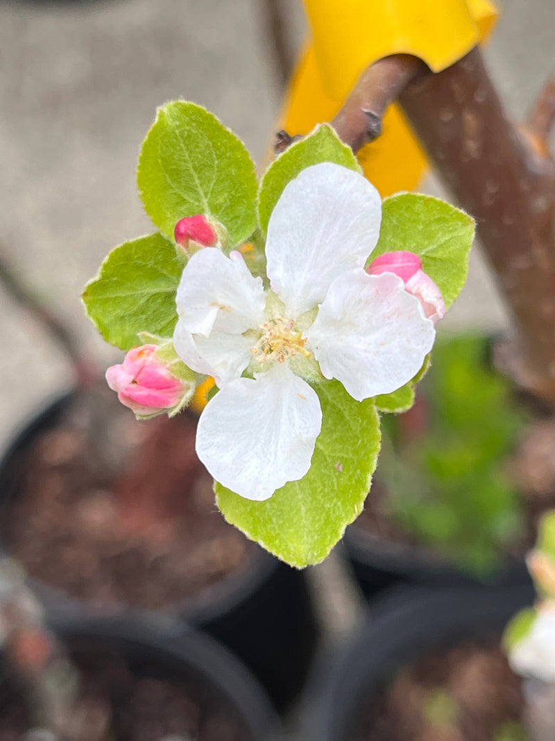 Duchess of Oldenburg Apple Tree