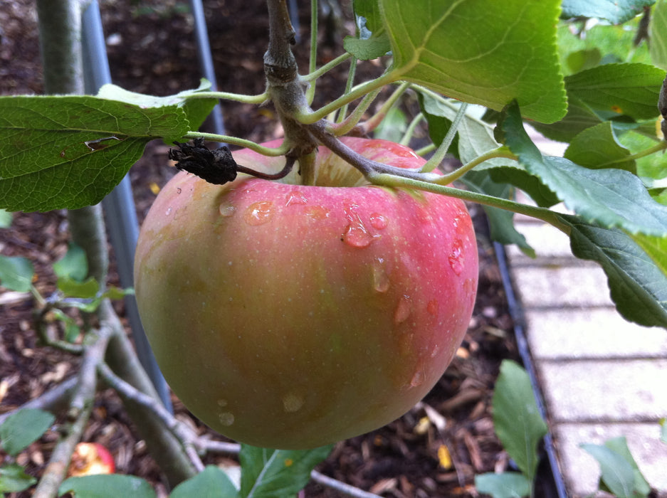 Spigold Apple Tree