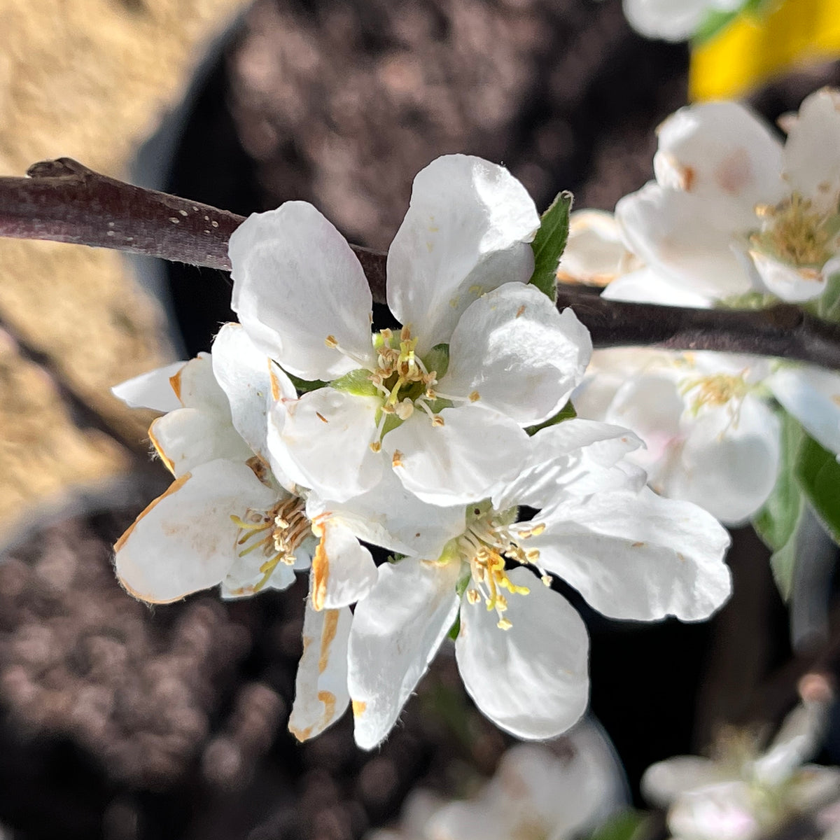 Prima Apple Tree — Roots to Fruits Nursery