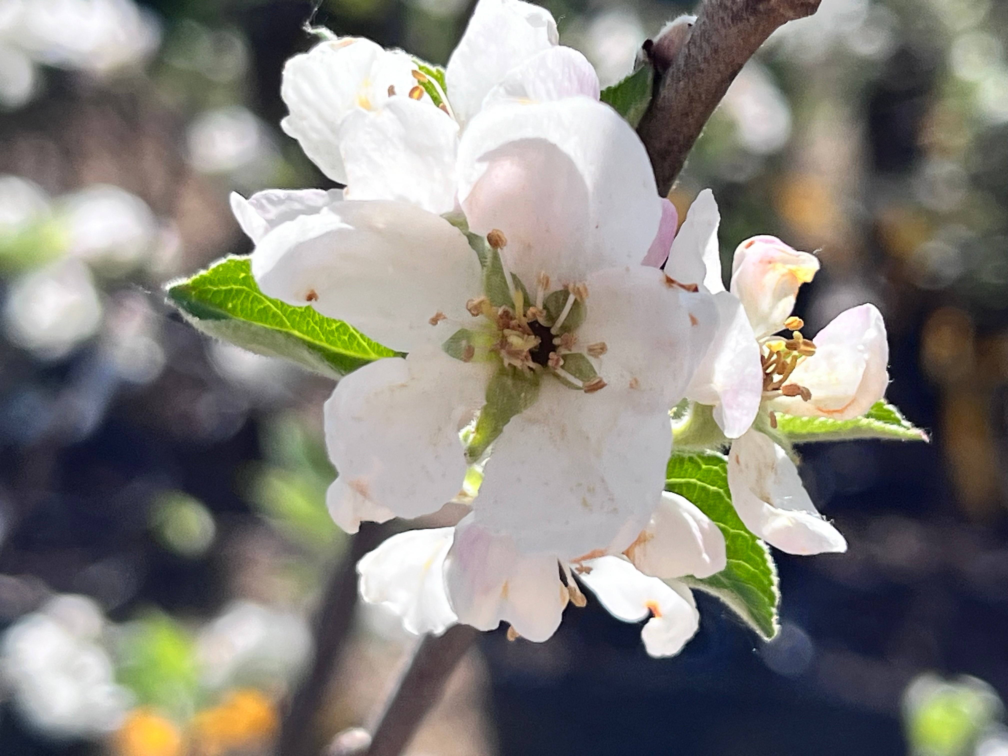 Prima Apple Tree — Roots to Fruits Nursery
