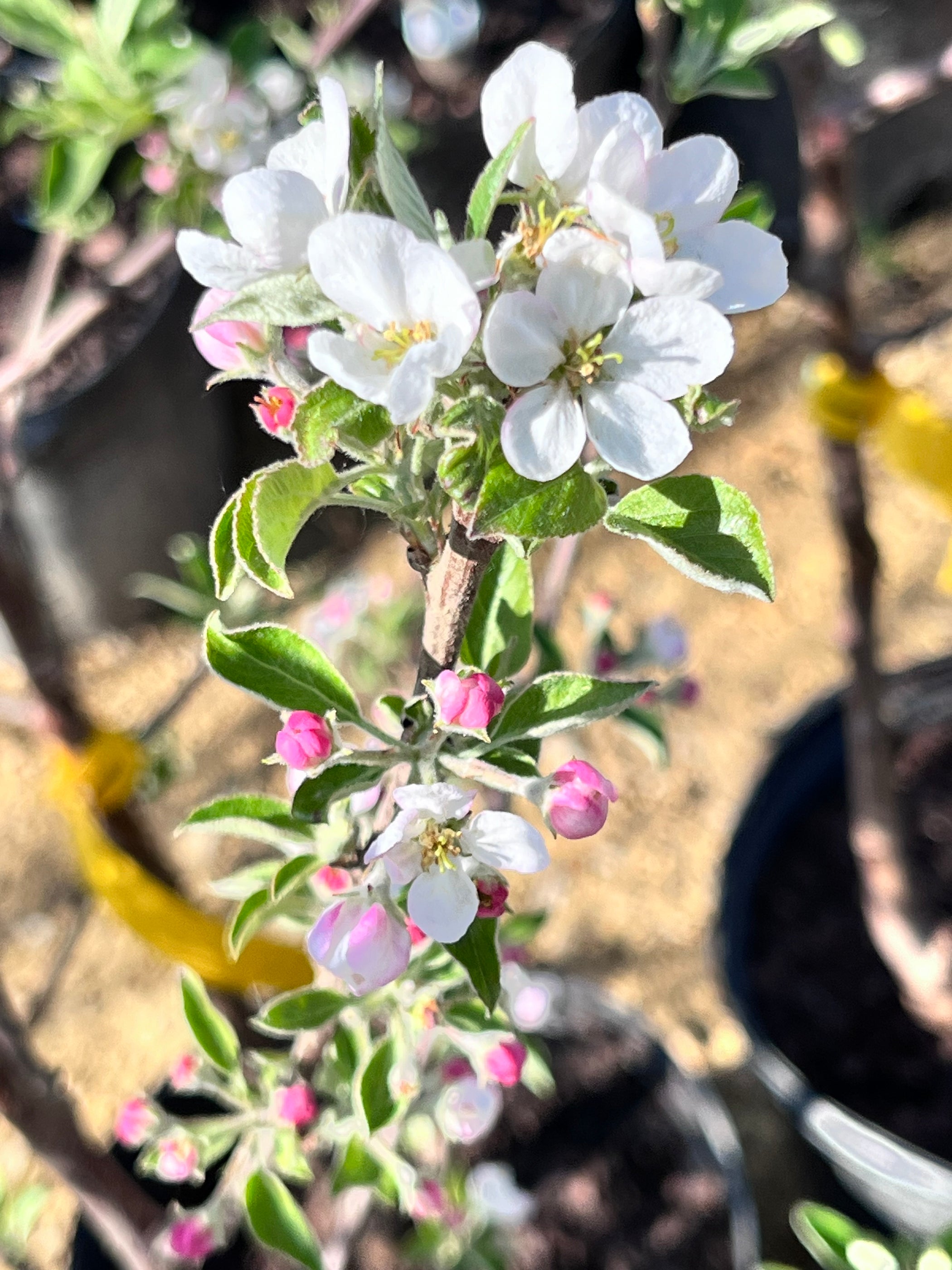 Haralson Apple — Roots to Fruits Nursery