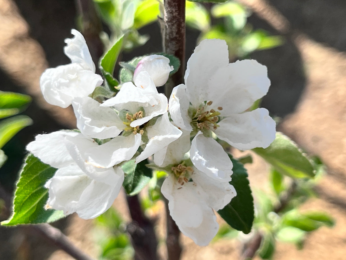 Empress Apple Tree — Roots to Fruits Nursery