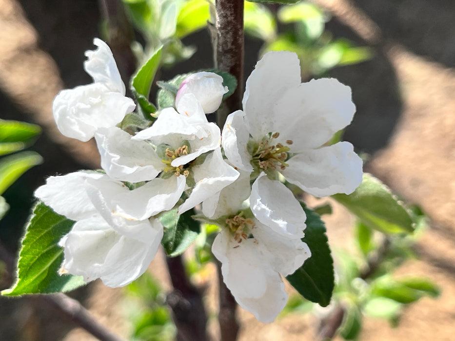 Empress Apple Tree