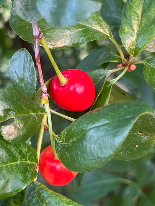 Surefire Cherry Tree