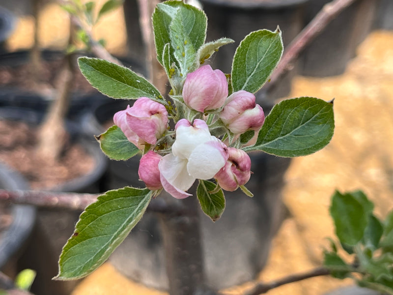 Cox Orange Pippin Apple Tree