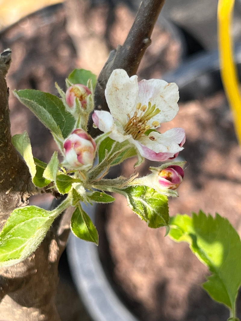 Mutsu Apple Trees