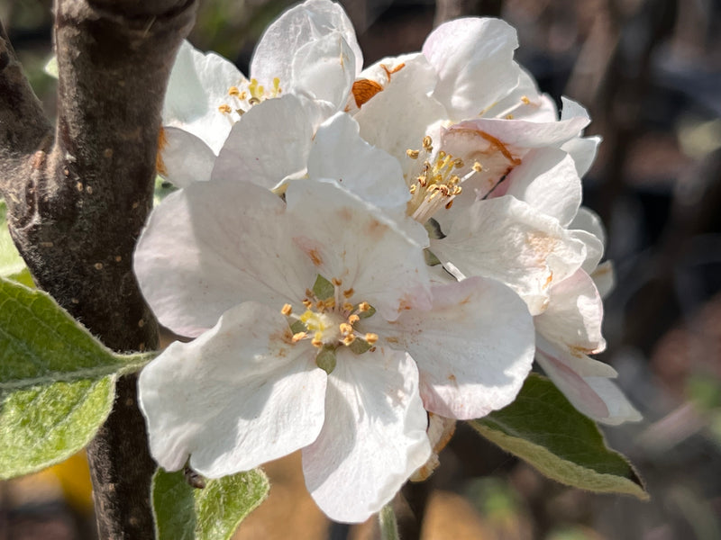 Northern Spy Apple Trees