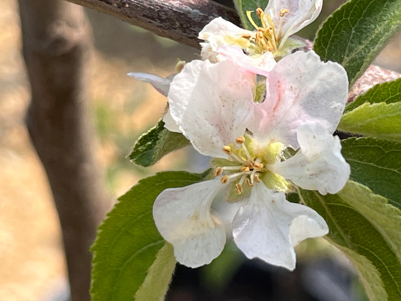 Winter Banana Apple Tree