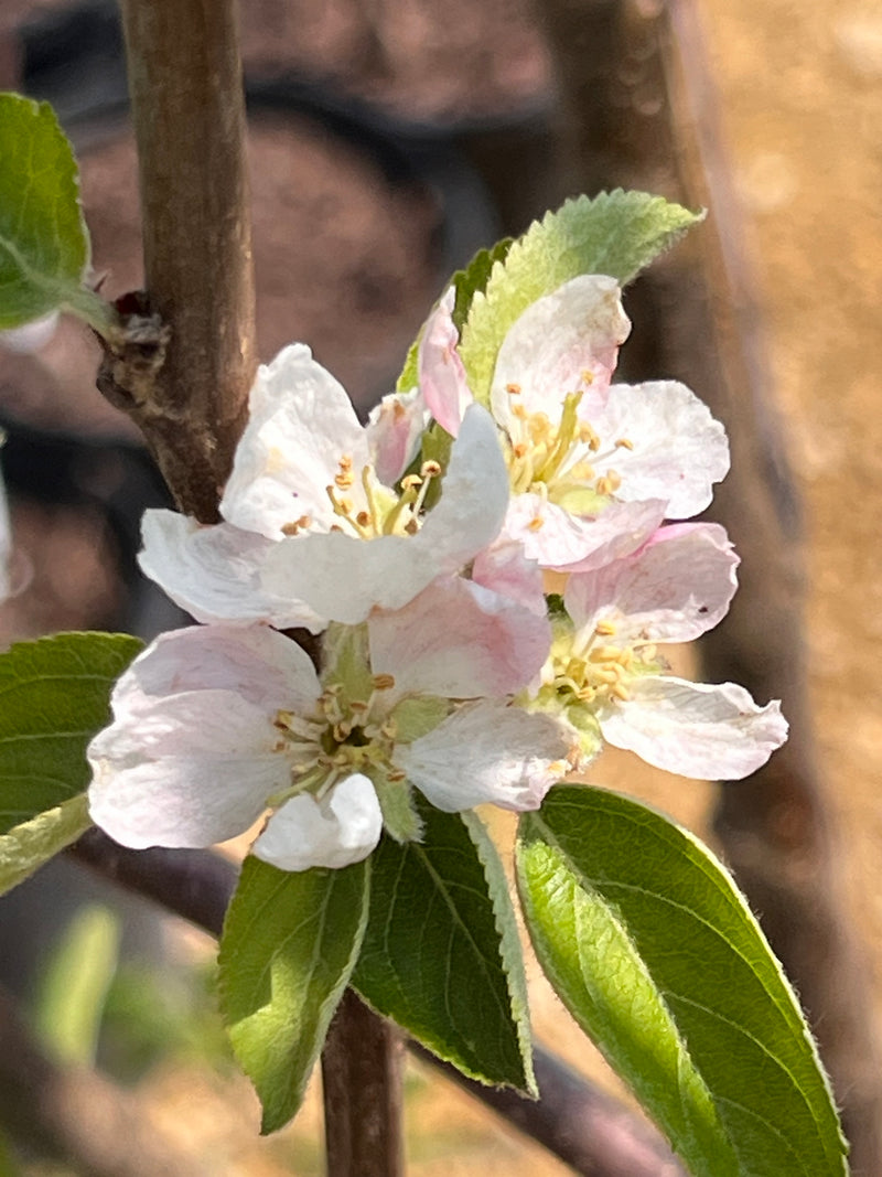 Winter Banana Apple Tree