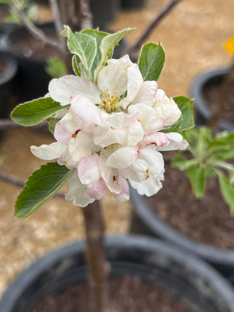 Cox Orange Pippin Apple Tree