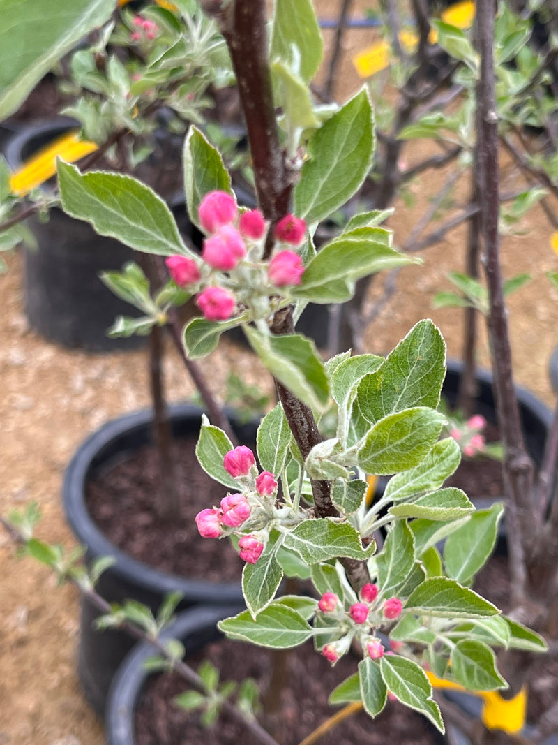 Cox Orange Pippin Apple Tree