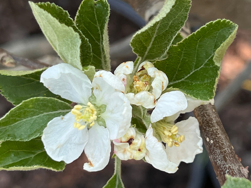 Jonathan Apple Trees