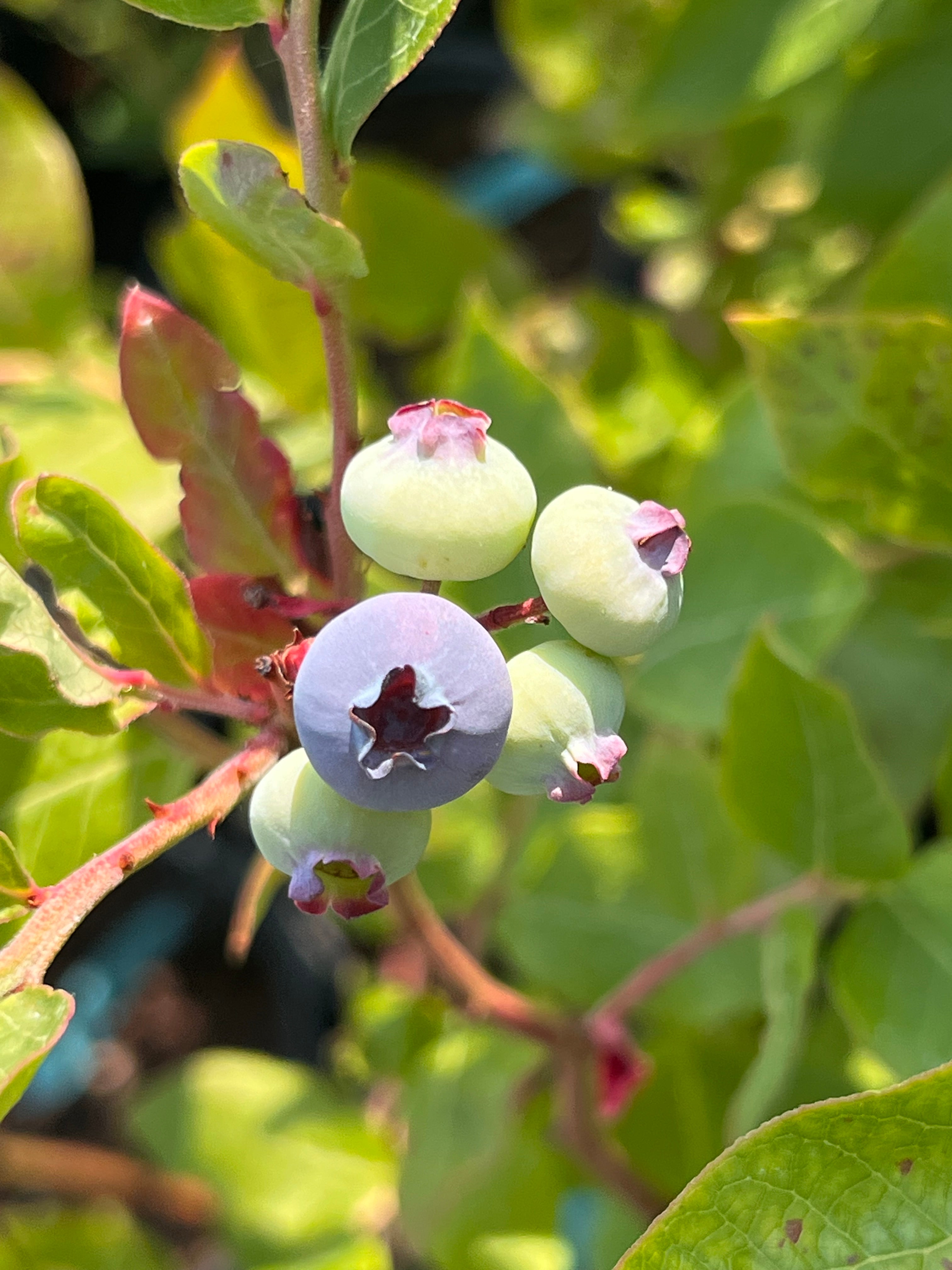 Northland Blueberry Bushes — Roots to Fruits Nursery
