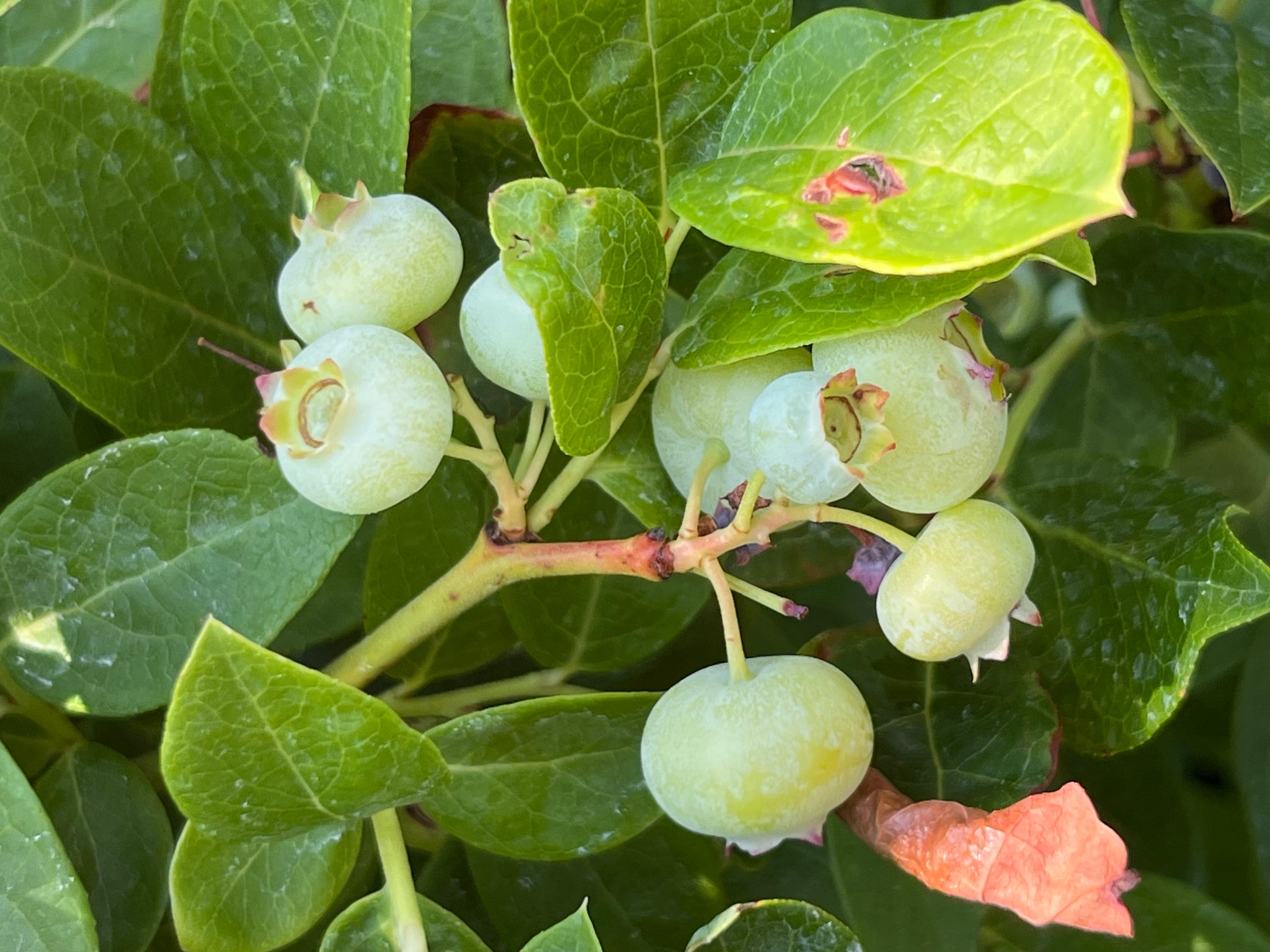 Roots to Fruits Nursery - Rooted in Your Harvest