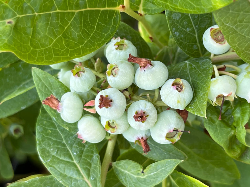 Chandler Blueberry Bush