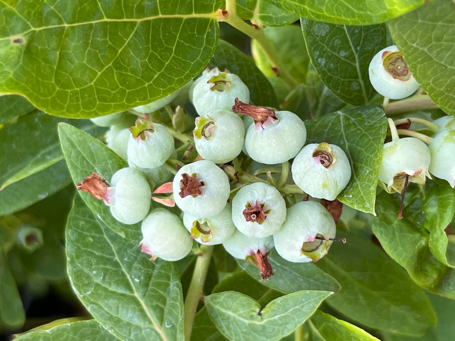 Chandler Blueberry — Roots to Fruits Nursery