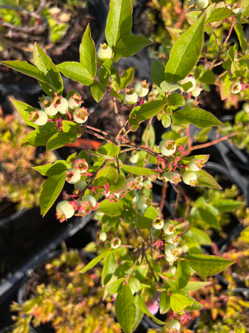North Sky Blueberry Bushes
