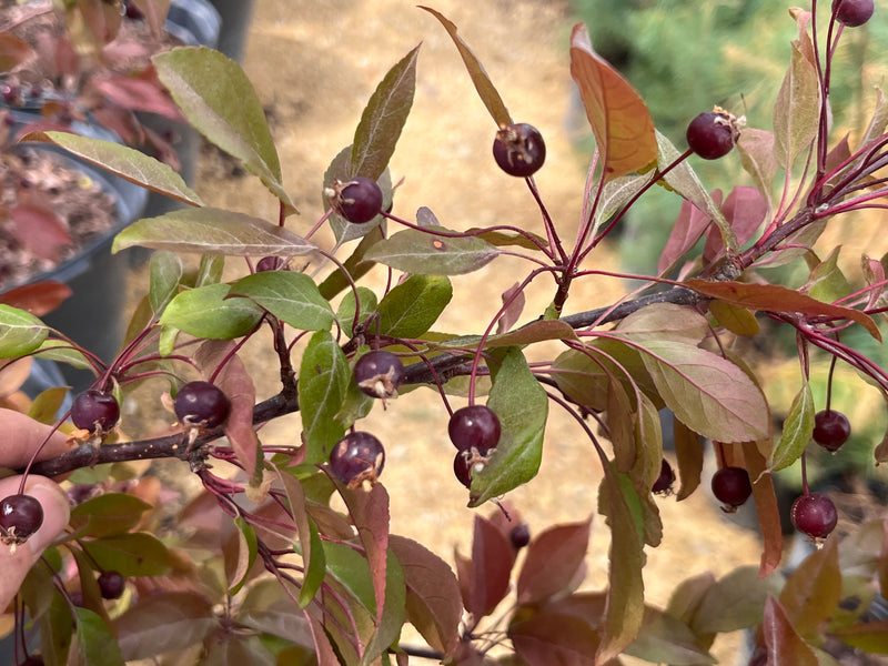 Profusion Flowering Crabapple Tree