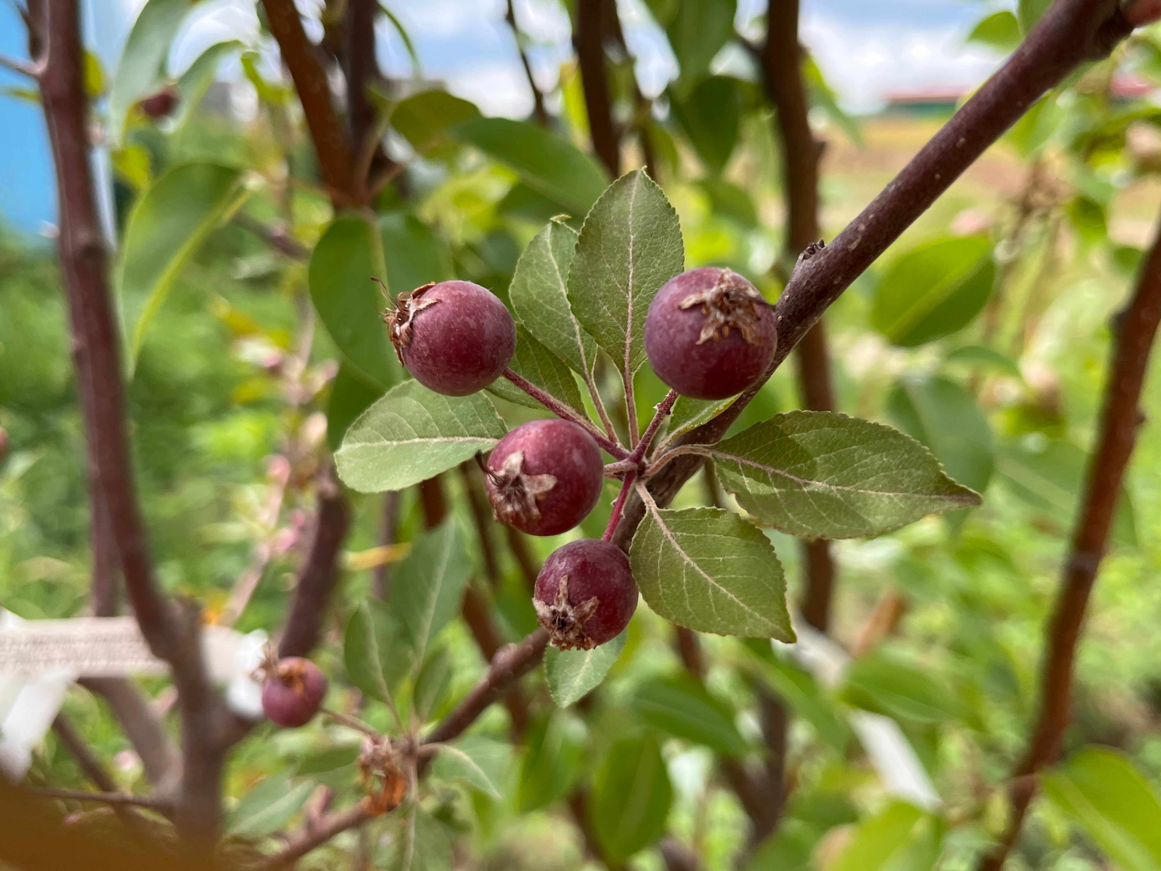 Hopa Flowering Crabapple Tree — Roots to Fruits Nursery