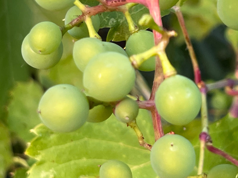 Niagara Grape Vine