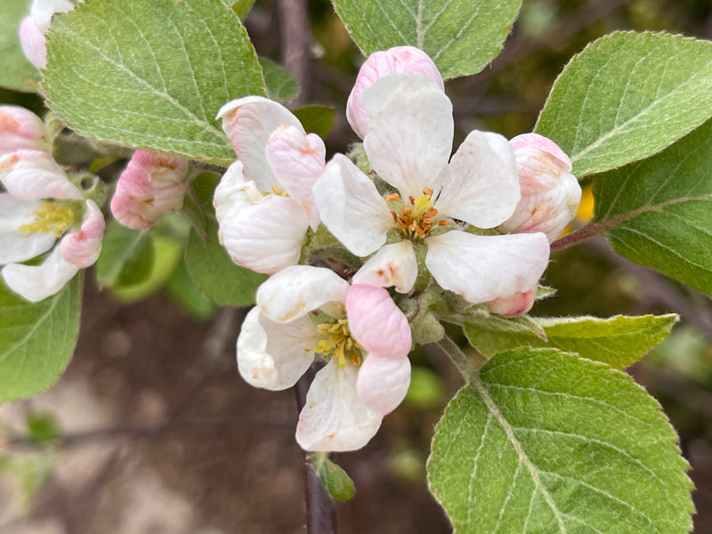 Liberty Apple Trees