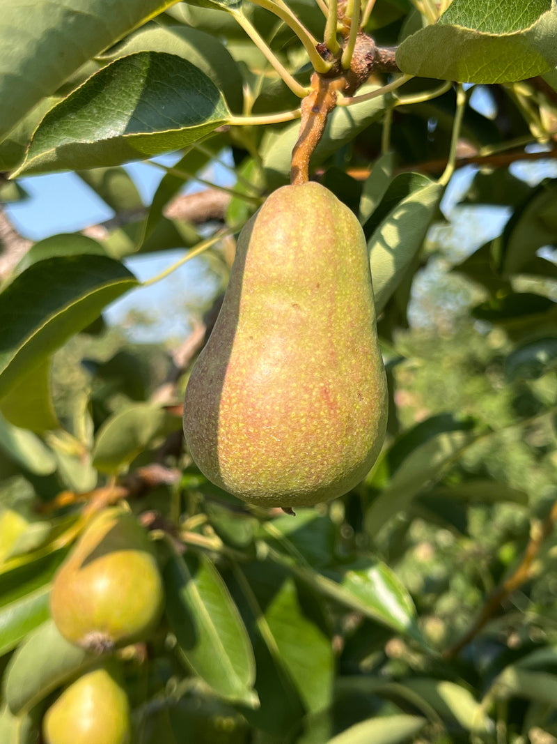Bartlett Pear Tree