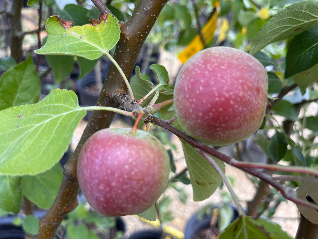 Modern Apples — Roots to Fruits Nursery
