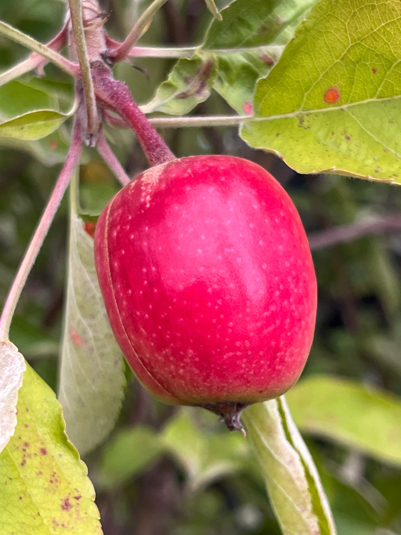 Story®  Inored Apple Tree