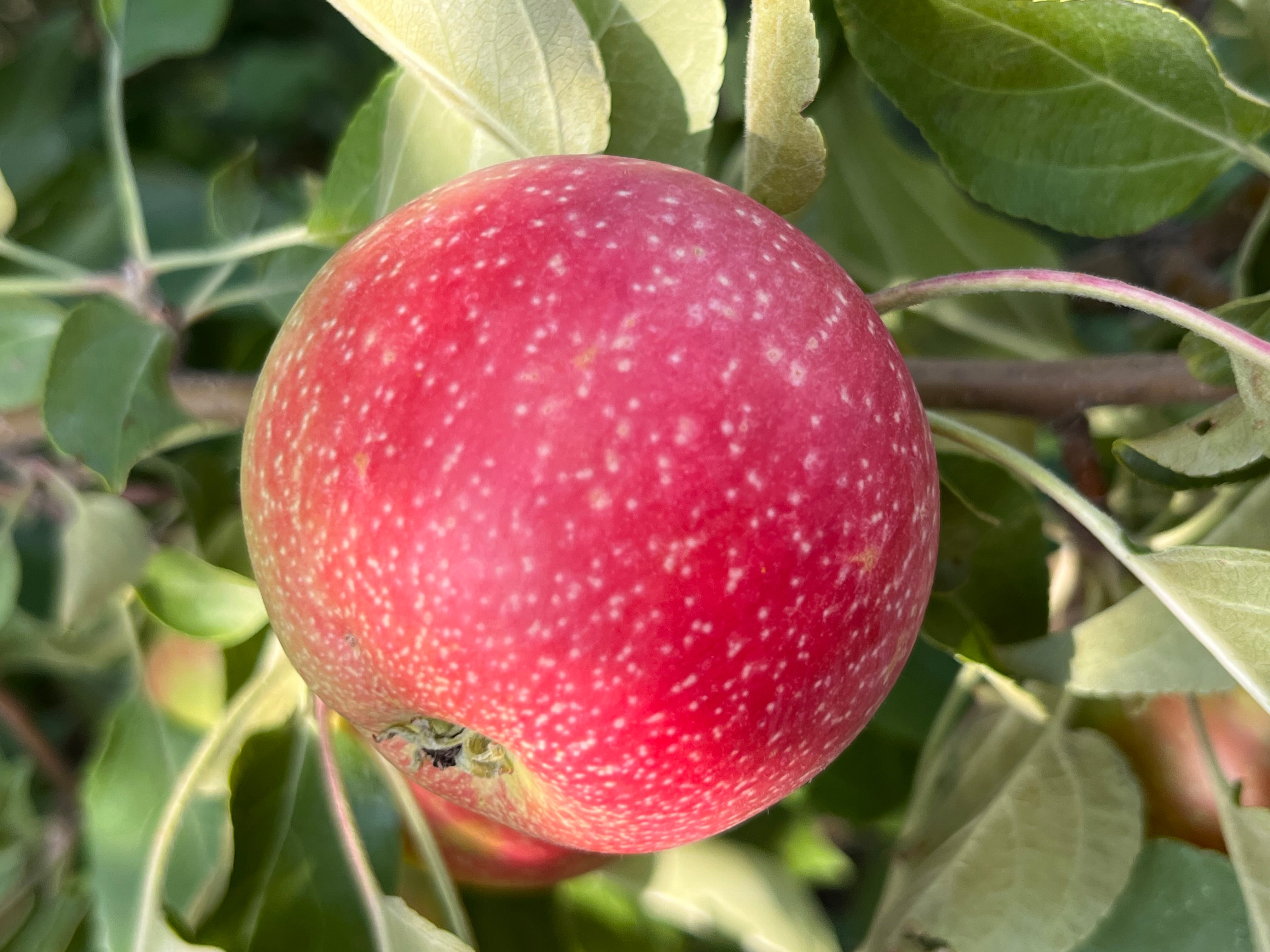Zestar!® Apple Tree — Roots to Fruits Nursery