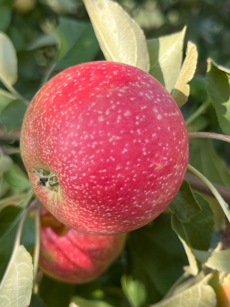 Zestar Apple Scionwood