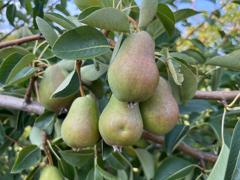 Bartlett Pear Tree