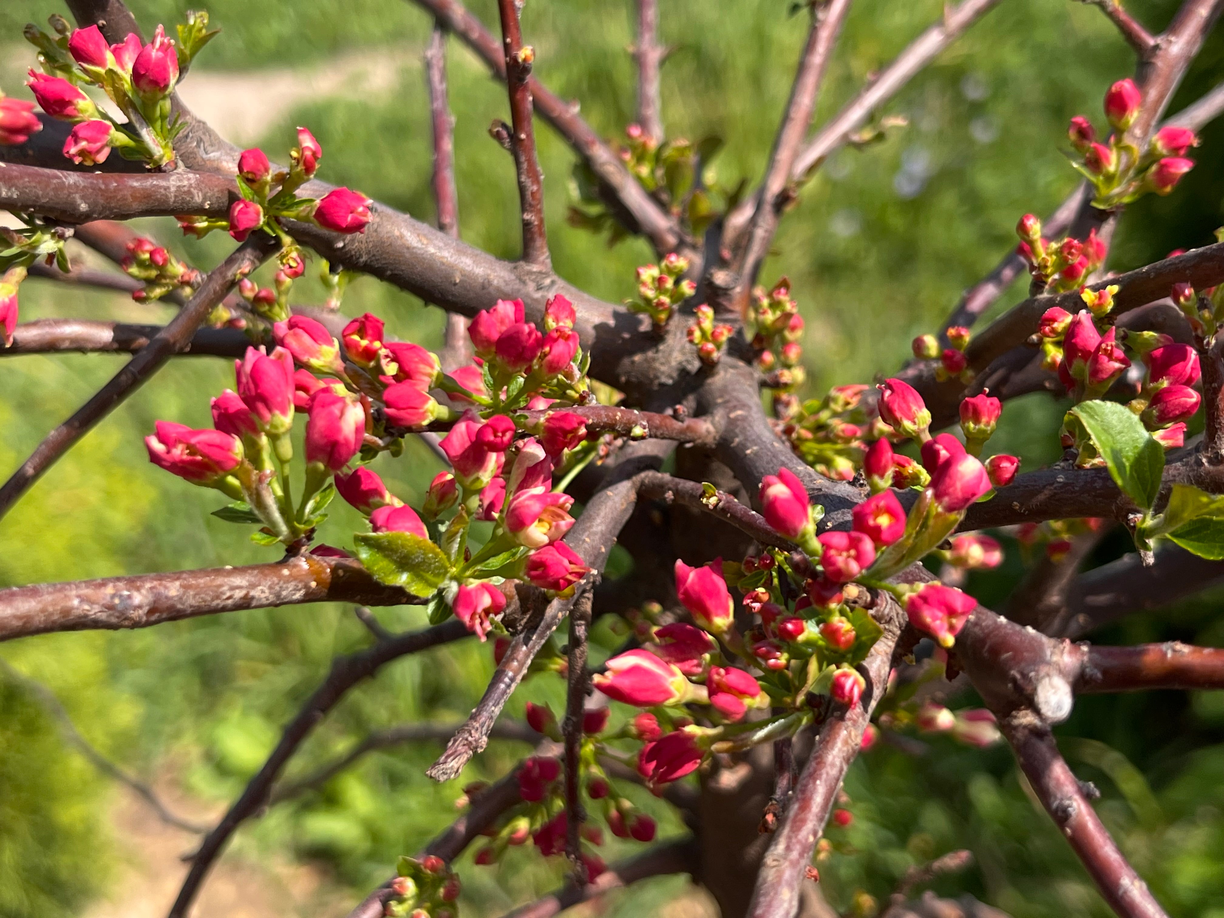 Roman Roots Nursery Sargent Tina Flowering Crabapple Tree