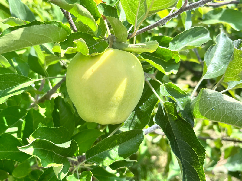 Harvey Earligold Apple Tree