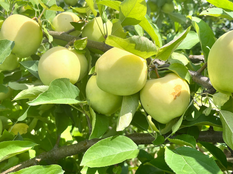 Harvey Earligold Apple Tree