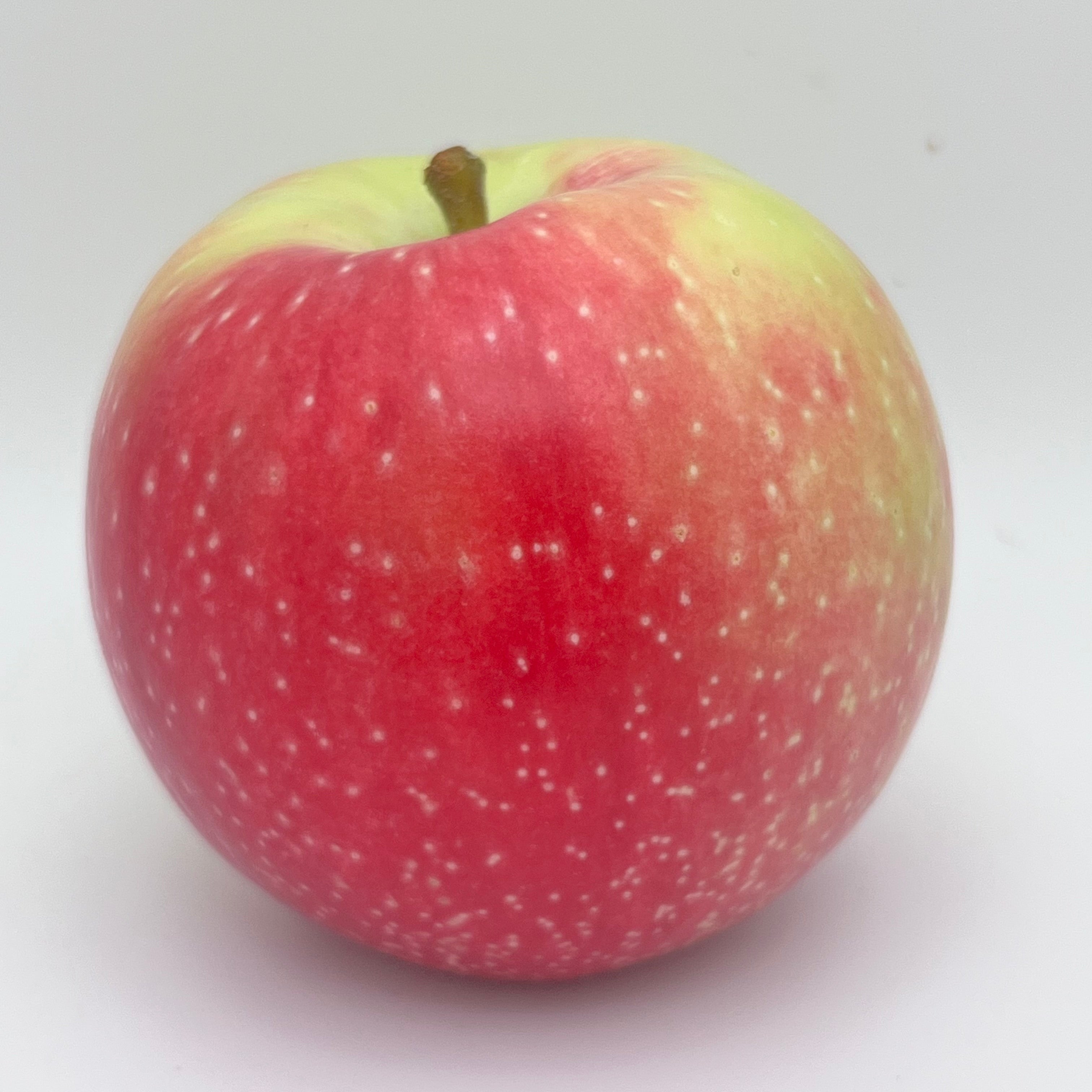 Zestar!® Apple Tree — Roots to Fruits Nursery
