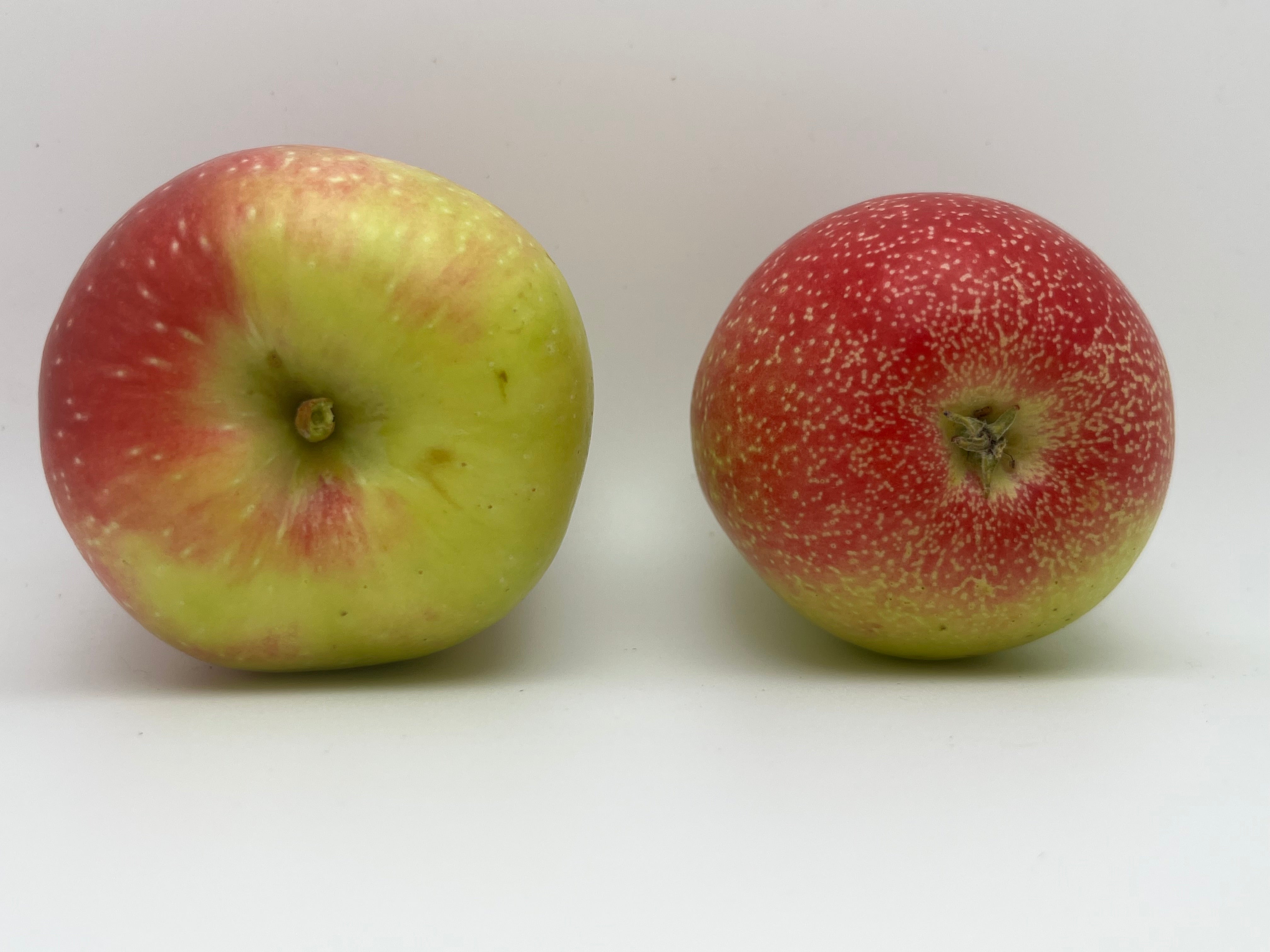 Zestar!® Apple Tree — Roots to Fruits Nursery
