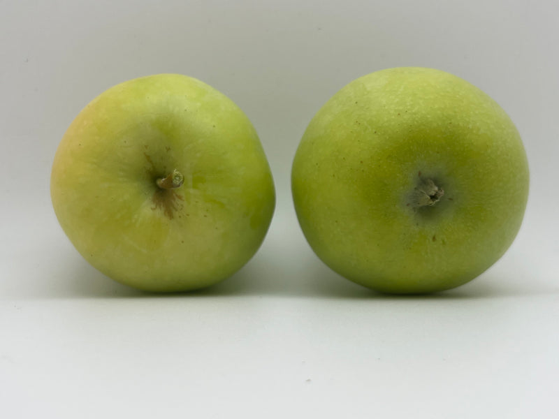 Harvey Earligold Apple Tree