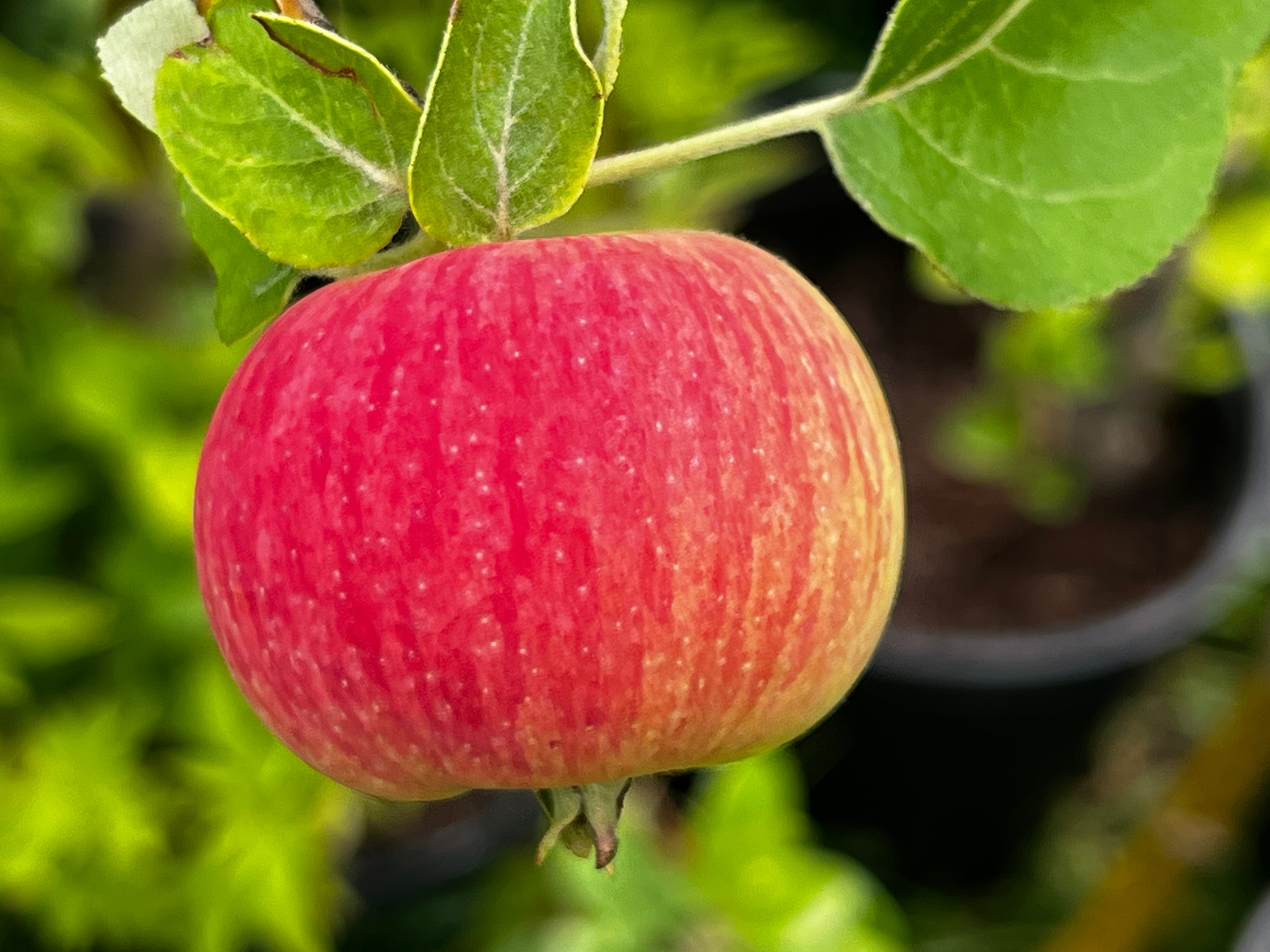 Duchess of Oldenburg Apple — Roots to Fruits Nursery