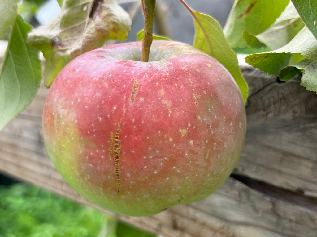 3 ft. Golden Delicious Apple Tree with Honeyed Sweet Light Gold Fruit