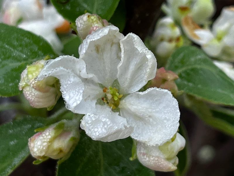 Duchess of Oldenburg Apple Tree